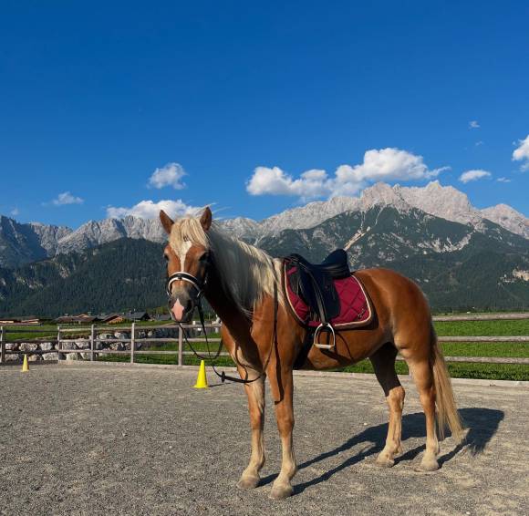 Haflinger Stute Mimi